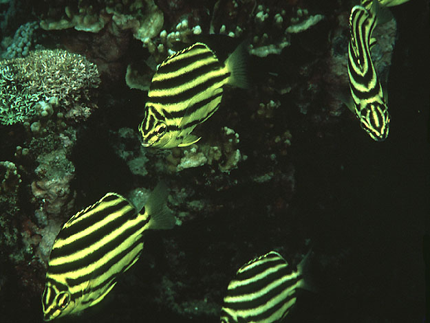  Microcanthus strigatus (Stripey)